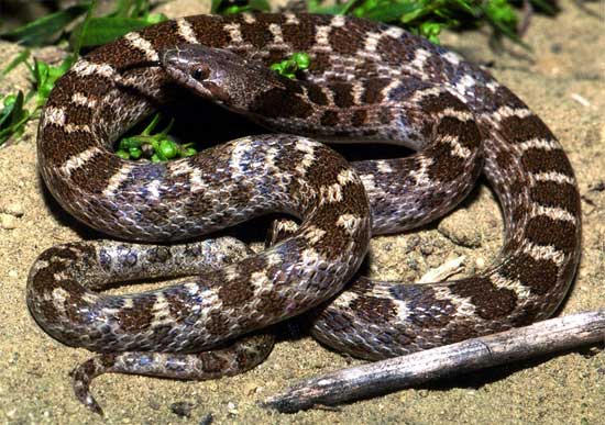 Hypsiglena ochrorhyncha klauberi - San Diego Nightsnake - snake species | gveli | გველი