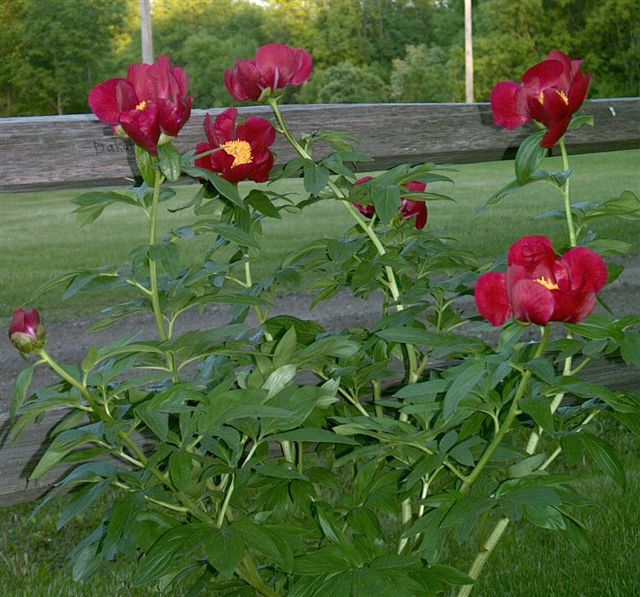 Dakota  -                                                                                                                 Peonies species| PIONI | პიონი