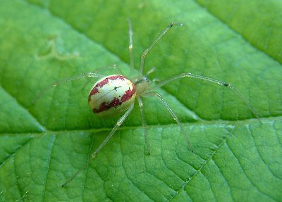 Comb-footed Spiders - Spider species | OBOBAS JISHEBI | ობობას ჯიშები