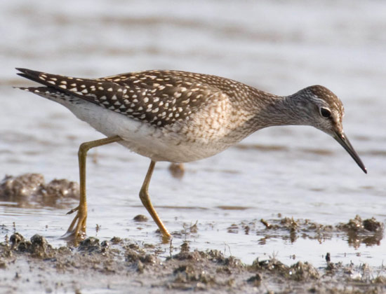 Wood Sandpiper - Bird Species | Frinvelis jishebi | ფრინველის ჯიშები