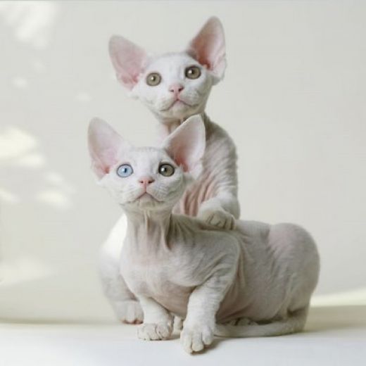Devon Rex - cat Breeds | კატის ჯიშები | katis jishebi
