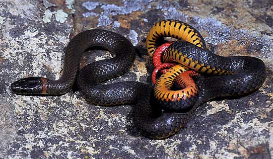 Diadophis punctatus similis - San Diego Ring-necked Snake - snake species | gveli | გველი