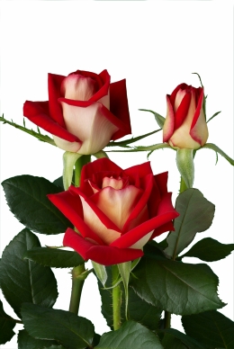 New Fashion - Rose Varieties | VARDI | ვარდი                                                                                                                