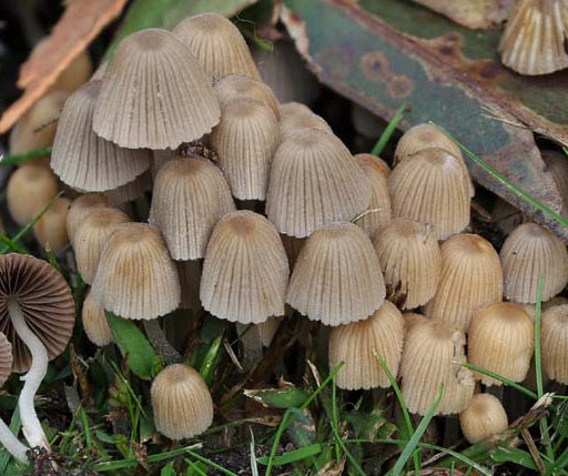 Coprinellus disseminatus - Fungi species | sokos jishebi | სოკოს ჯიშები
