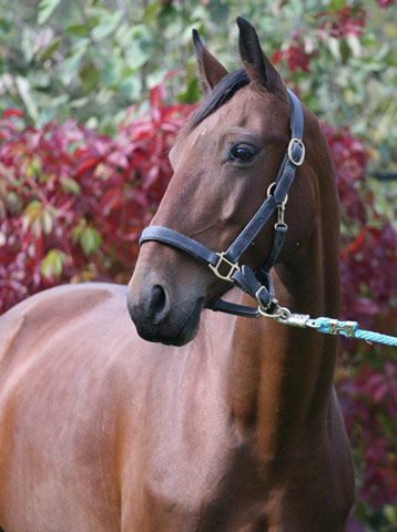 Anglo-Karachai Horse - horse Breeds | ცხენის ჯიშები| cxenis jishebi