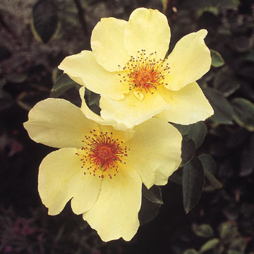 Golden Wings - Rose Varieties | VARDI | ვარდი                                                                                                                