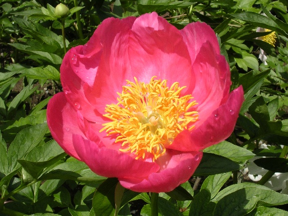 Constance Spry -                                                                                                                 Peonies species| PIONI | პიონი