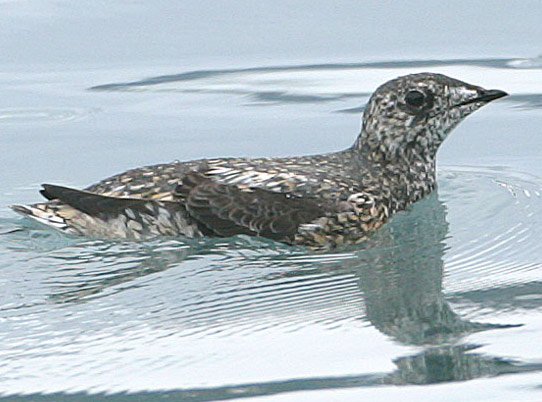 Kittlitz's Murrelet - Bird Species | Frinvelis jishebi | ფრინველის ჯიშები