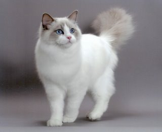 Ragdoll 2 - cat Breeds | კატის ჯიშები | katis jishebi