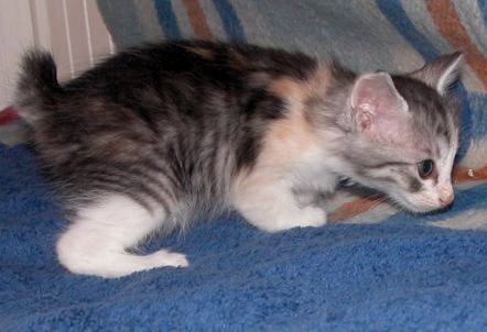Kurilian Bobtail 1 - cat Breeds | კატის ჯიშები | katis jishebi