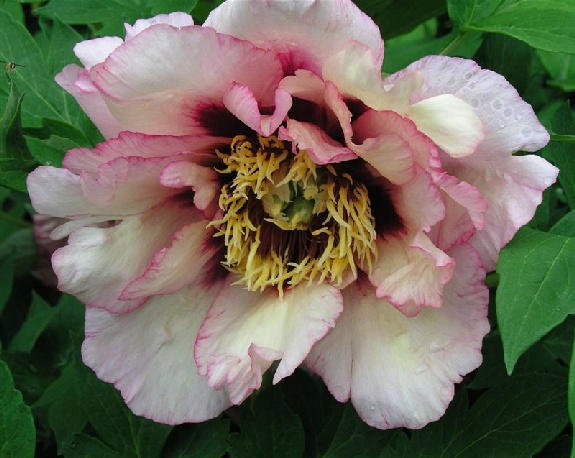 Argonaut -                                                                                                                 Peonies species| PIONI | პიონი