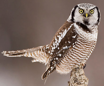 Northern Hawk Owl - Bird Species | Frinvelis jishebi | ფრინველის ჯიშები