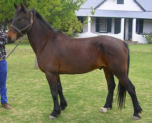 Boer Pony 1 - horse Breeds | ცხენის ჯიშები| cxenis jishebi