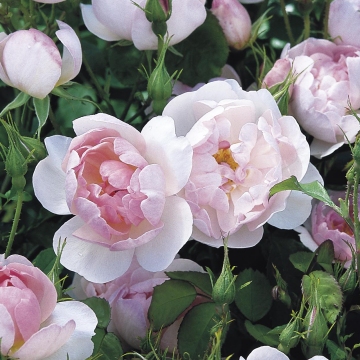 Scarborough Fair - Rose Varieties | VARDI | ვარდი                                                                                                                