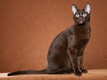 Havana Brown 3 - cat Breeds | კატის ჯიშები | katis jishebi
