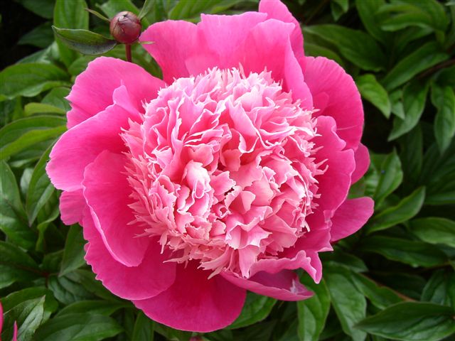 Belleville -                                                                                                                 Peonies species| PIONI | პიონი