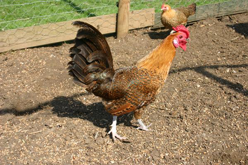 Sicilian Buttercup 3 - chicken Breeds | ქათმის ჯიშები | qatmis jishebi