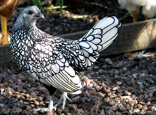 Sebright 3 - chicken Breeds | ქათმის ჯიშები | qatmis jishebi