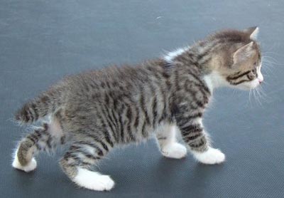 Manx 1 - cat Breeds | კატის ჯიშები | katis jishebi