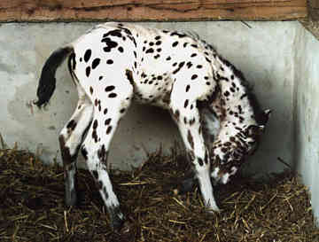 Knabstrup 1 - horse Breeds | ცხენის ჯიშები| cxenis jishebi