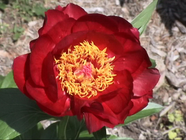Firebelle -                                                                                                                 Peonies species| PIONI | პიონი