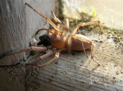 Stone Spider - Spider species | OBOBAS JISHEBI | ობობას ჯიშები