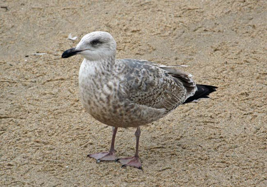 Slaty-backed Gull - Bird Species | Frinvelis jishebi | ფრინველის ჯიშები