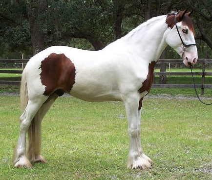 American Drum Horse - horse Breeds | ცხენის ჯიშები| cxenis jishebi