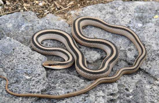 Salvadora grahamiae grahamiae - Mountain Patch-nosed Snake - snake species | gveli | გველი