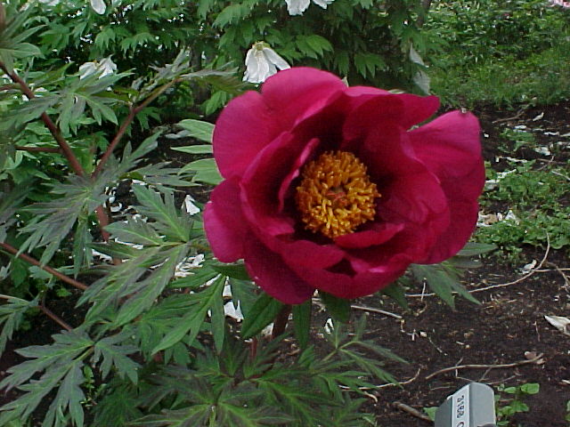 Chinese Dragon -                                                                                                                 Peonies species| PIONI | პიონი