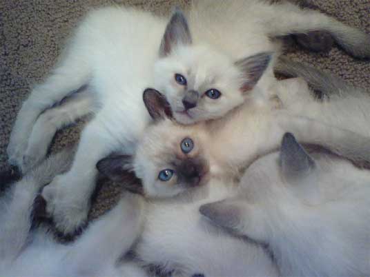 Balinese and Javanese 1 - cat Breeds | კატის ჯიშები | katis jishebi