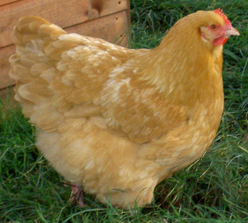 Orpington 2 - chicken Breeds | ქათმის ჯიშები | qatmis jishebi