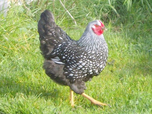 Wyandotte 2 - chicken Breeds | ქათმის ჯიშები | qatmis jishebi