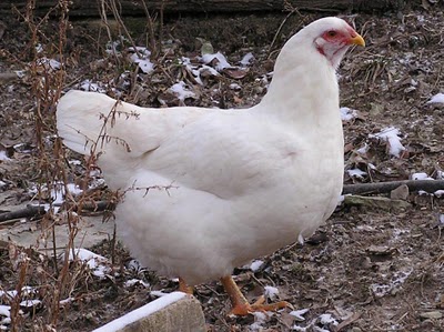 Chantecler 2 - chicken Breeds | ქათმის ჯიშები | qatmis jishebi