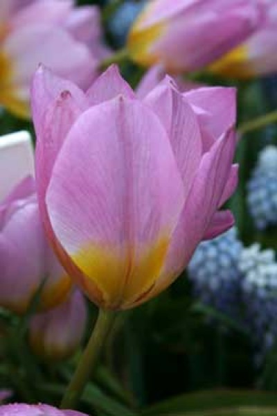 Saxitilis (Lilac Wonder) -                                                         Species Tulip| TITA | ტიტა                                                        