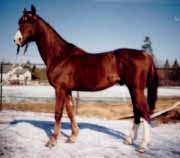 Russian Trotter 1 - horse Breeds | ცხენის ჯიშები| cxenis jishebi