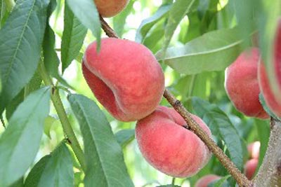 Galaxy - Peach Varieties