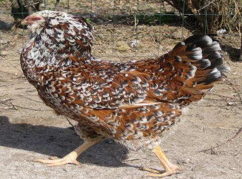 Russian Orloff 2 - chicken Breeds | ქათმის ჯიშები | qatmis jishebi
