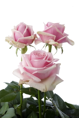 Sweet Memory - Rose Varieties | VARDI | ვარდი                                                                                                                