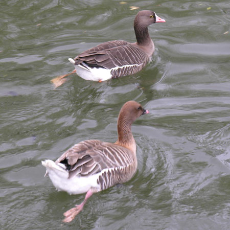 Lesser White-fronted Goose - Bird Species | Frinvelis jishebi | ფრინველის ჯიშები