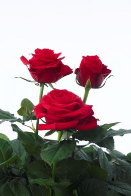 Red Head - Rose Varieties | VARDI | ვარდი                                                                                                                