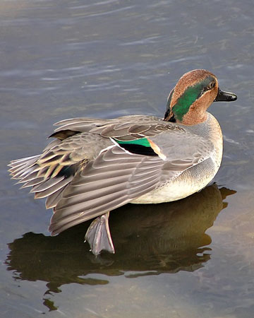 Green-winged Teal - Bird Species | Frinvelis jishebi | ფრინველის ჯიშები