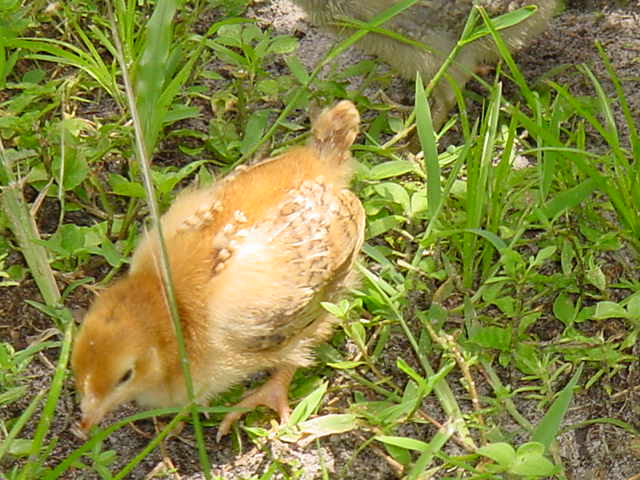 Star 1 - chicken Breeds | ქათმის ჯიშები | qatmis jishebi