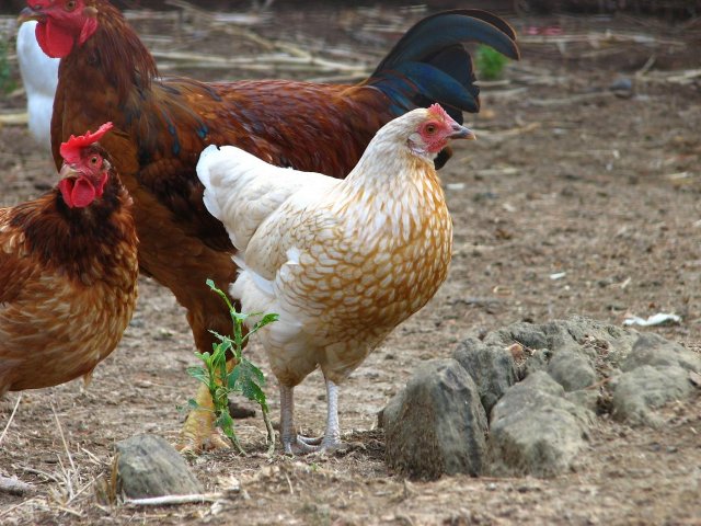 Rhode Island Red 2 - chicken Breeds | ქათმის ჯიშები | qatmis jishebi