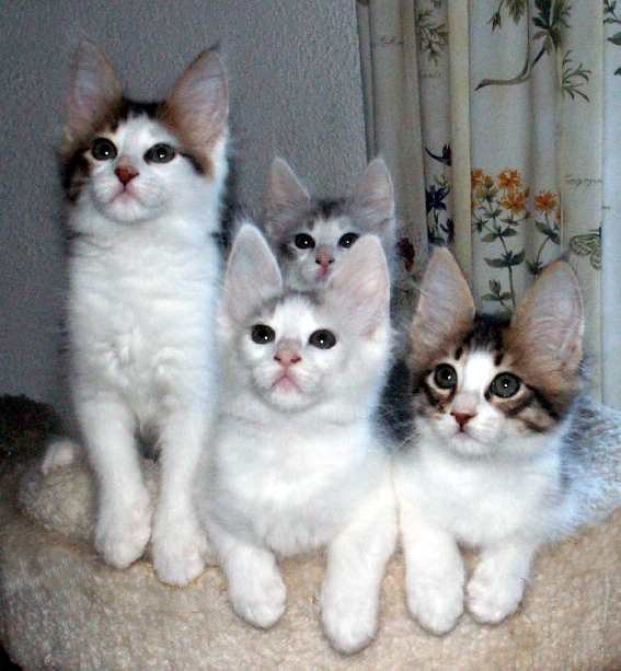 Turkish Angora 1 - cat Breeds | კატის ჯიშები | katis jishebi