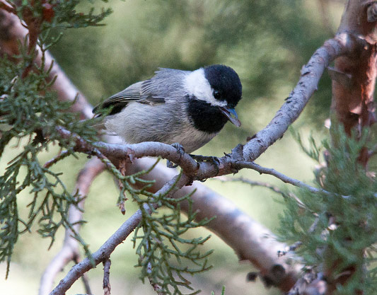Mexican Chickadee - Bird Species | Frinvelis jishebi | ფრინველის ჯიშები