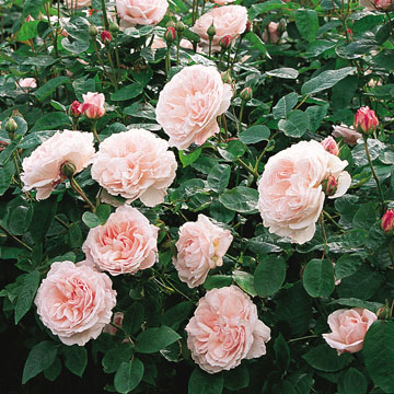 Redouté - Rose Varieties | VARDI | ვარდი                                                                                                                