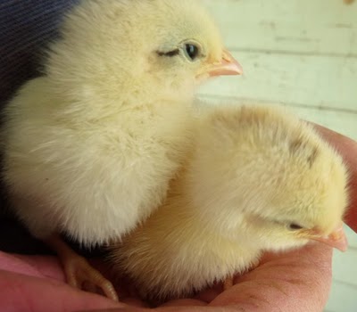Delaware 1 - chicken Breeds | ქათმის ჯიშები | qatmis jishebi