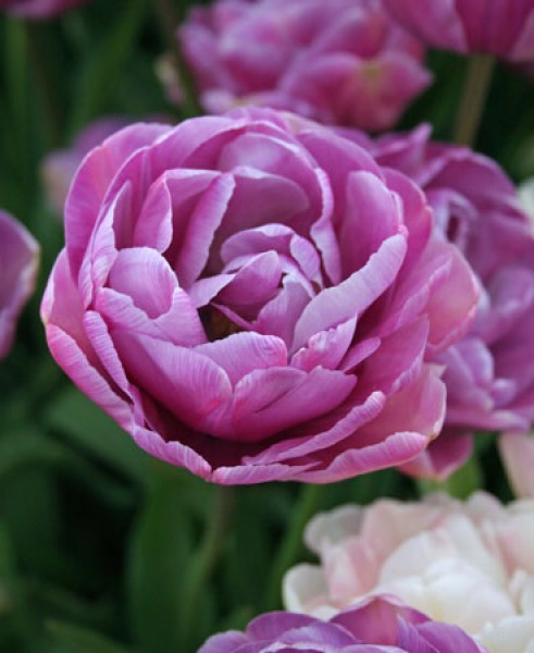 Blue Diamond -                                                         Species Tulip| TITA | ტიტა                                                        