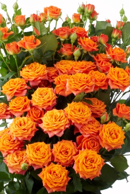 Babe - Rose Varieties | VARDI | ვარდი                                                                                                                